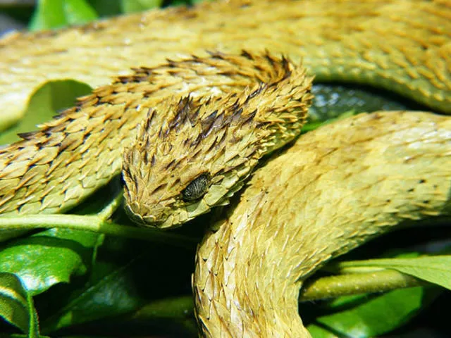 Les animaux les plus etranges de la planete - #20 