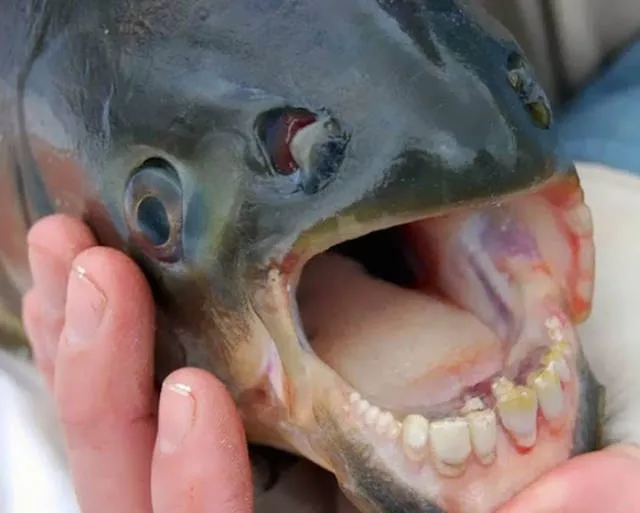 The strangest animals on the planet - #21 