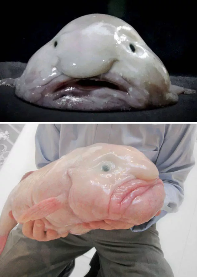 The strangest animals on the planet - #22 