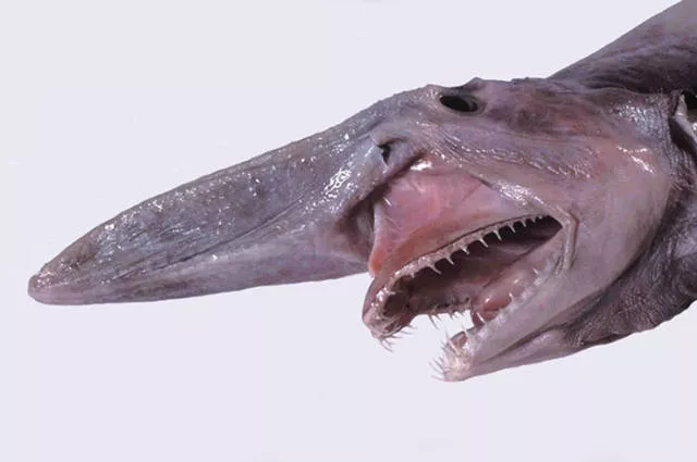 The strangest animals on the planet - #23 