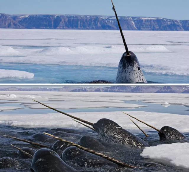 The strangest animals on the planet - #24 