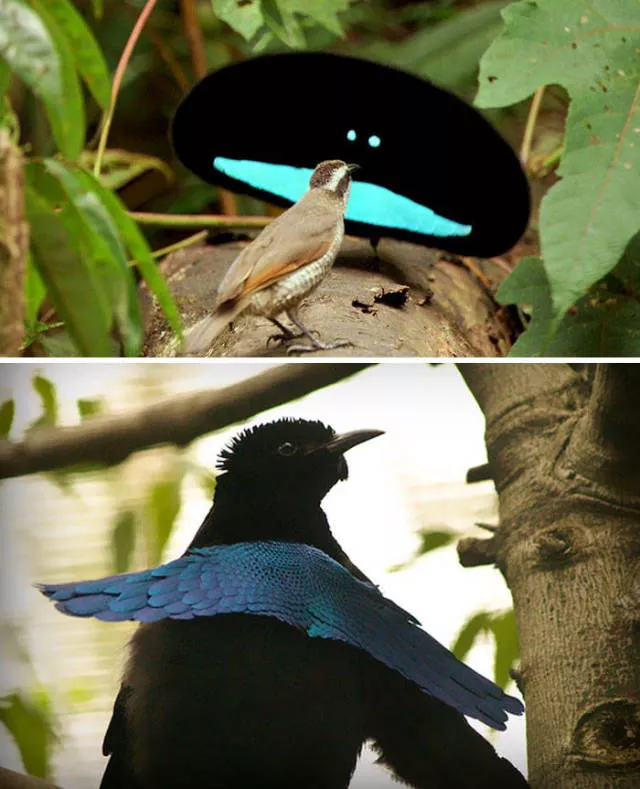 The strangest animals on the planet - #25 