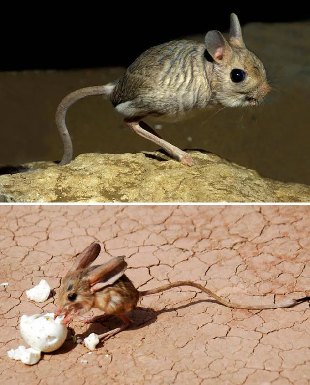 The strangest animals on the planet - #27 