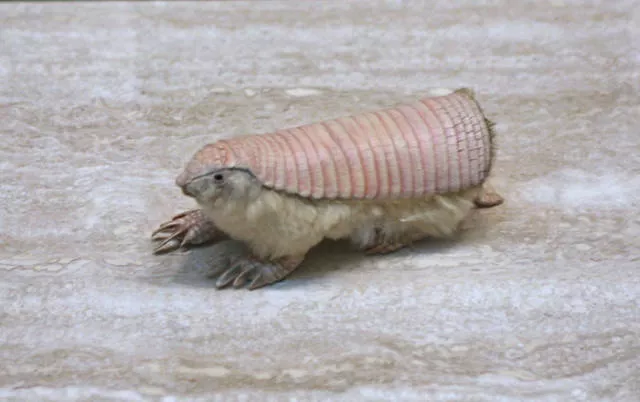 The strangest animals on the planet - #28 