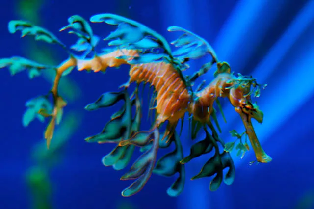The strangest animals on the planet - #29 