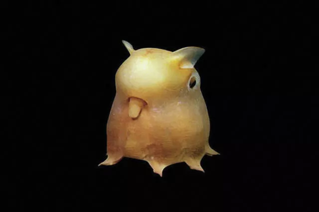Les animaux les plus etranges de la planete - #3 