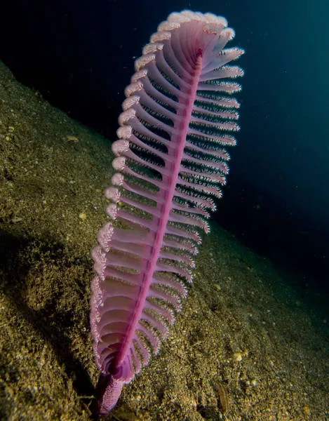 The strangest animals on the planet - #30 