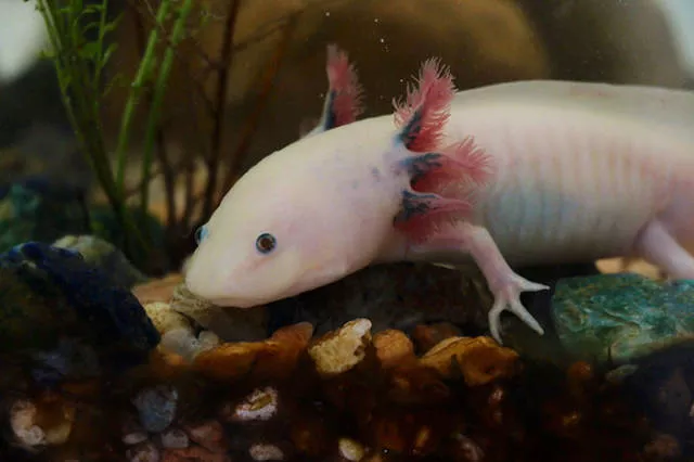 The strangest animals on the planet - #31 