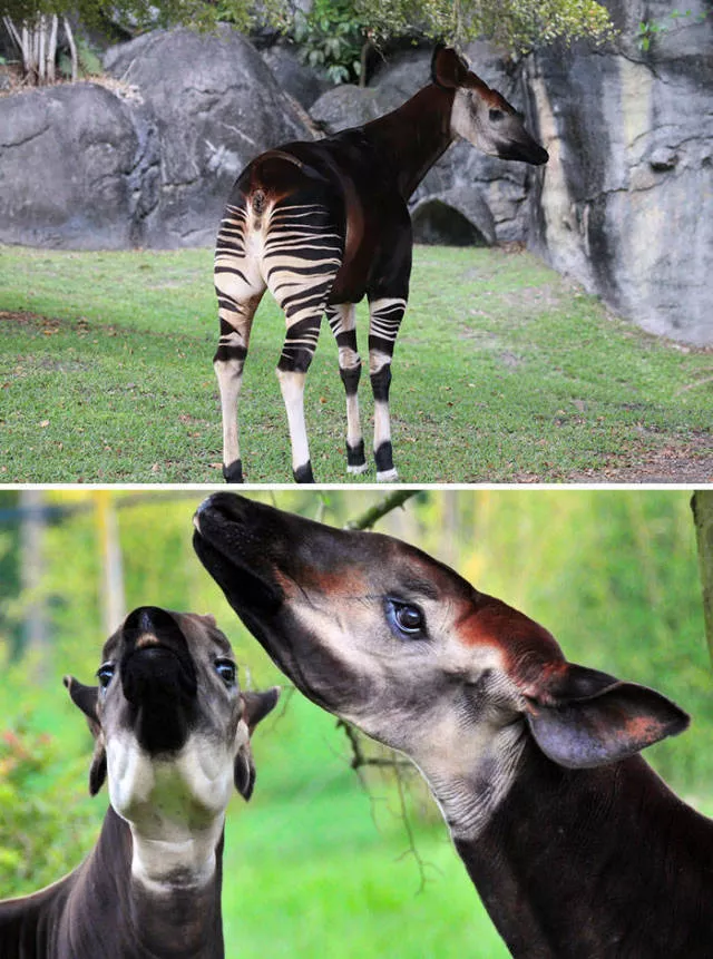 The strangest animals on the planet - #32 