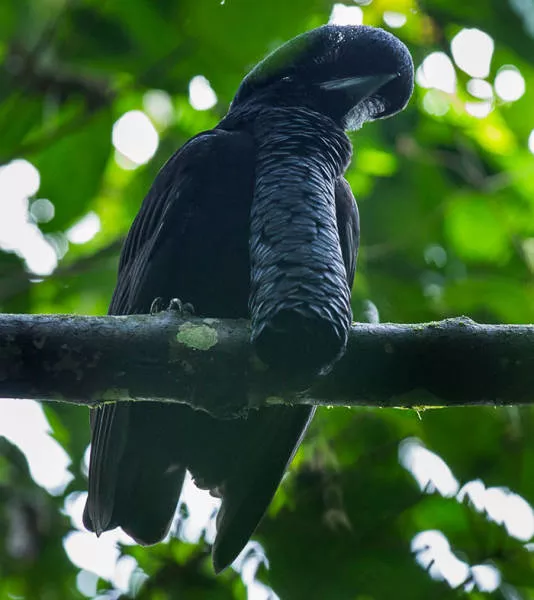 The strangest animals on the planet - #33 