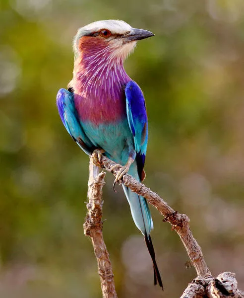 The strangest animals on the planet - #34 