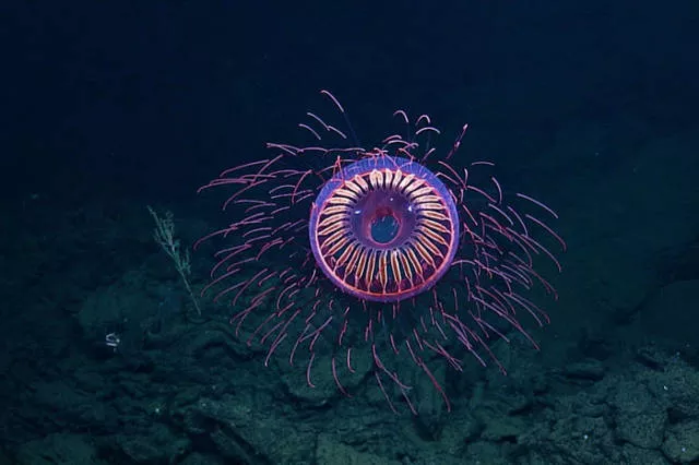 The strangest animals on the planet - #35 