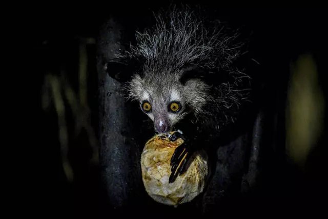 The strangest animals on the planet - #37 