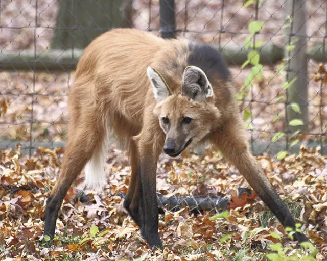 The strangest animals on the planet - #38 