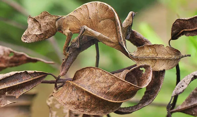 The strangest animals on the planet - #39 