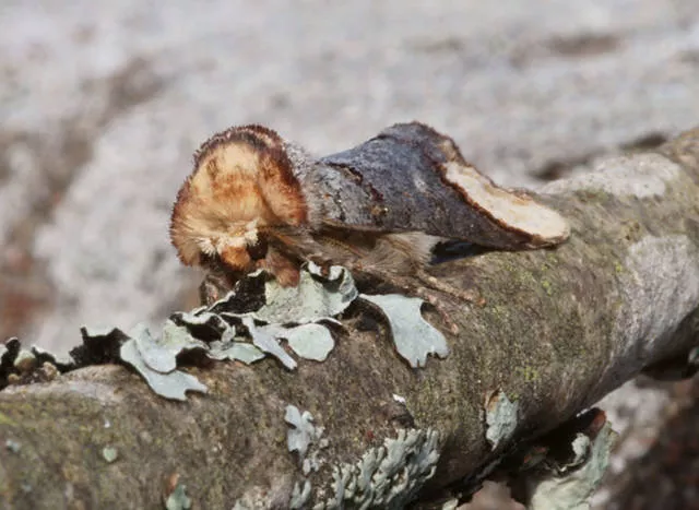 The strangest animals on the planet - #40 