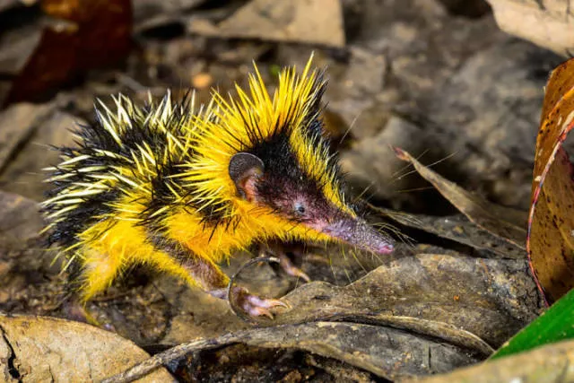Les animaux les plus etranges de la planete - #5 