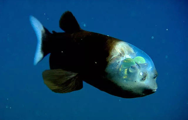 Les animaux les plus etranges de la planete - #6 