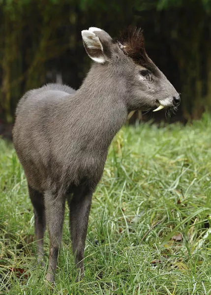 Les animaux les plus etranges de la planete - #7 