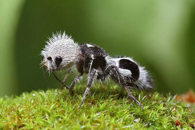 The strangest animals on the planet - #9 