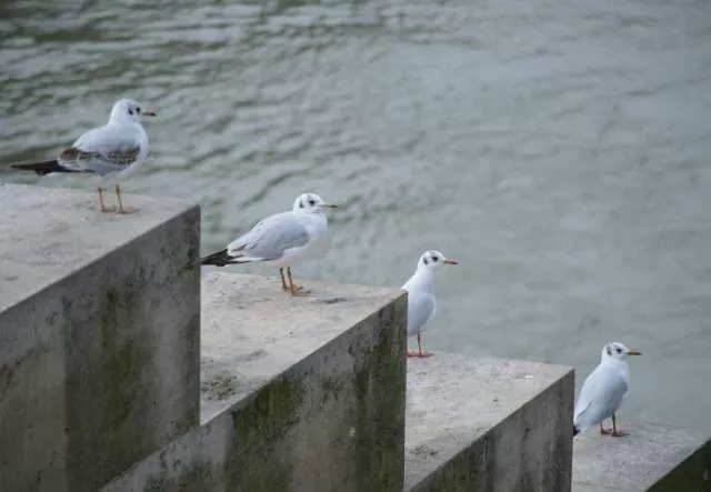 Coincidences incroyables ou simple hasard  - #23 
