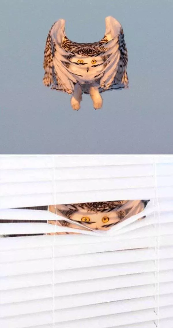 Photoshopped pictures - #32 