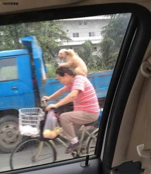 The asians unusual - #26 