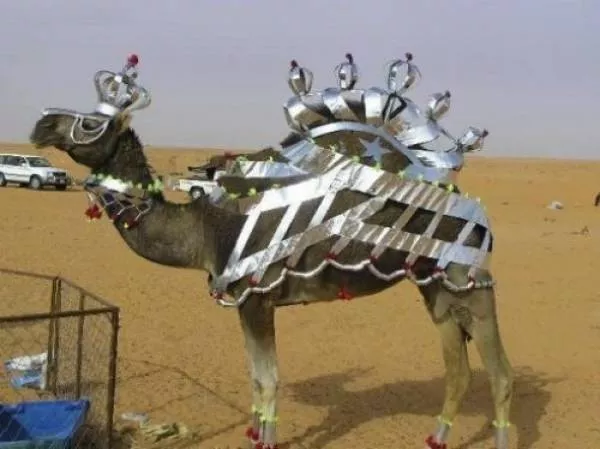 Amazing things only in dubai - #11 