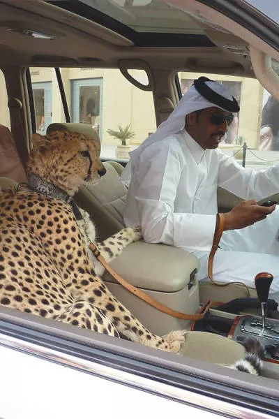 Choses incroyables a voir uniquement a dubai - #33 