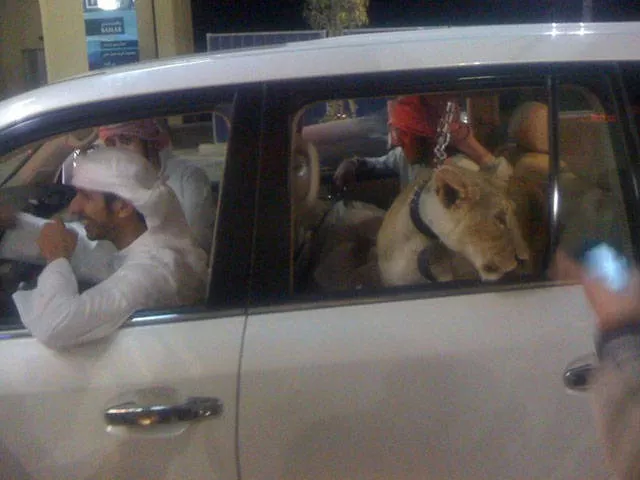 Choses incroyables a voir uniquement a dubai - #37 