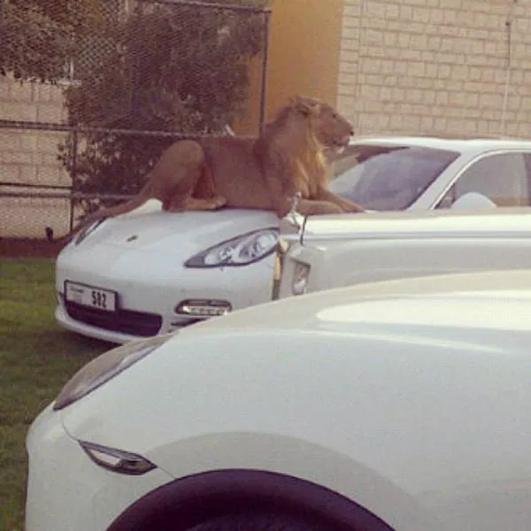 Choses incroyables a voir uniquement a dubai - #40 