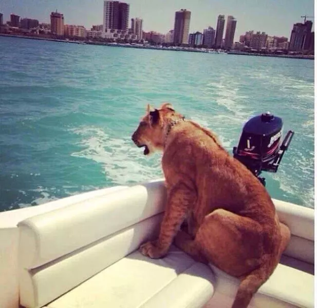 Amazing things only in dubai - #43 