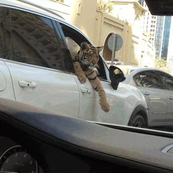 Amazing things only in dubai - #7 