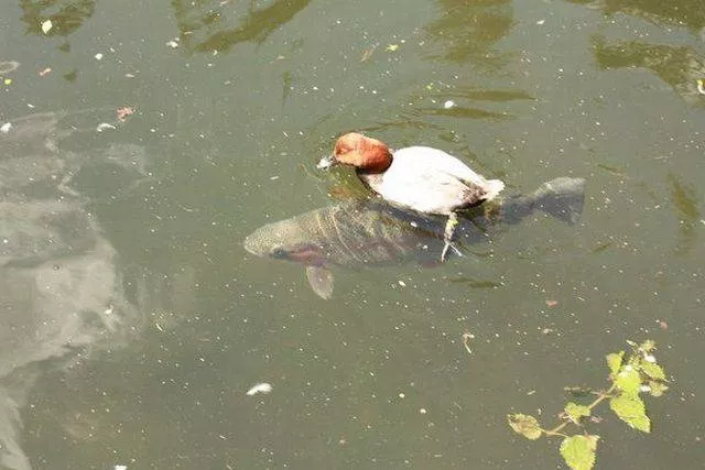 Picdump 78 - #26 