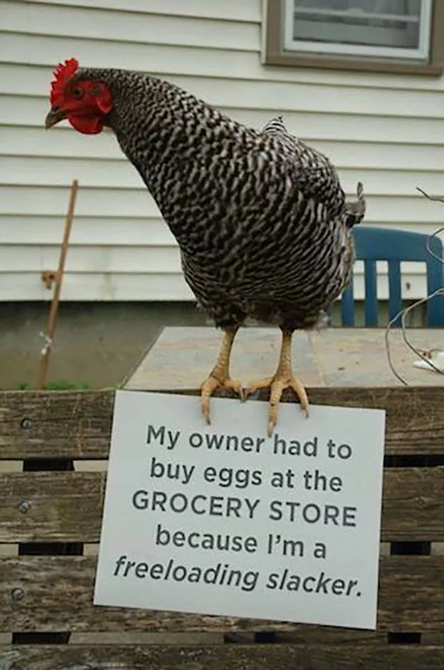The chicken day - #1 