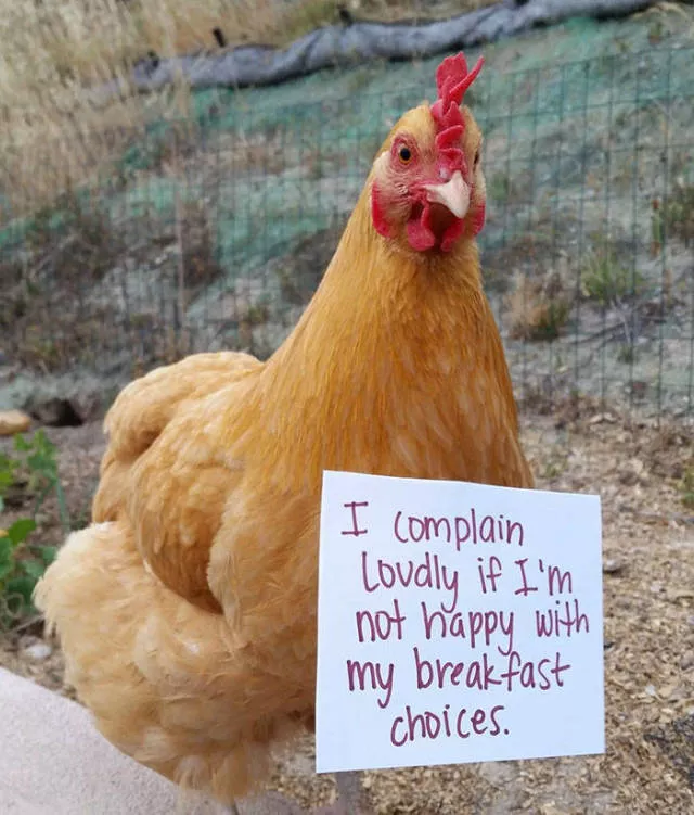 Le jour du poulet - #10 