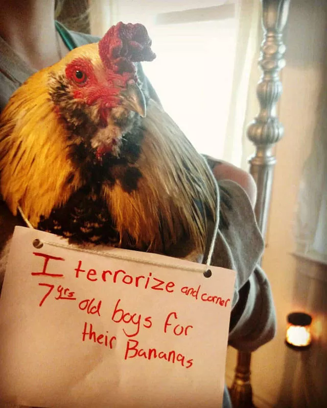 The chicken day - #11 