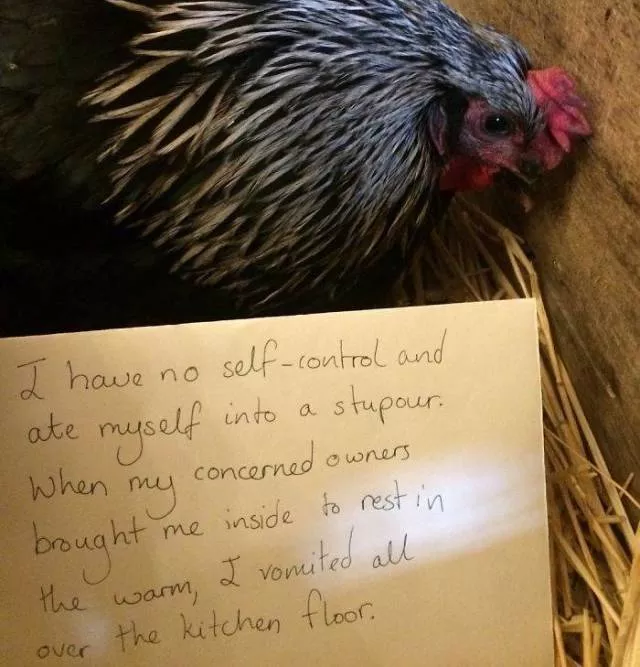The chicken day - #12 