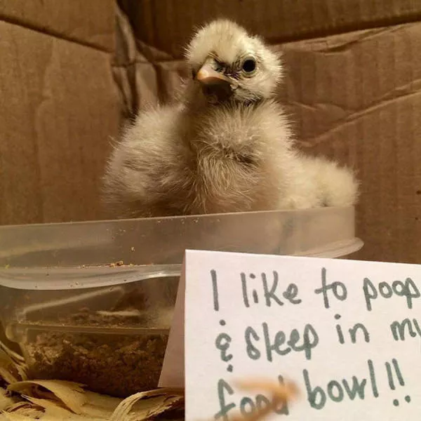 The chicken day - #14 