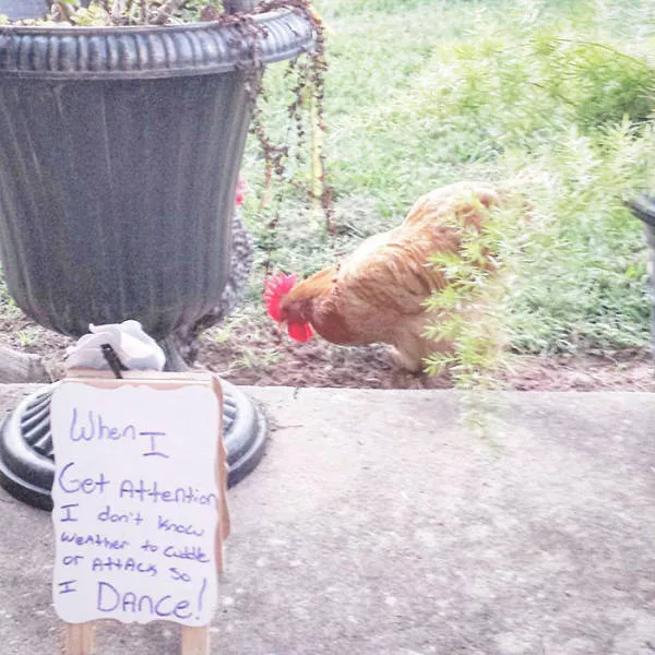 The chicken day - #15 