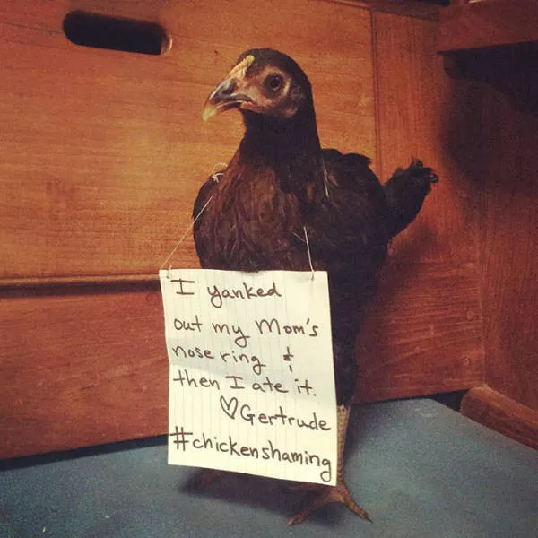 The chicken day - #16 