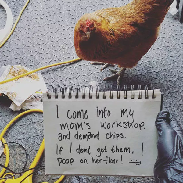 The chicken day - #17 