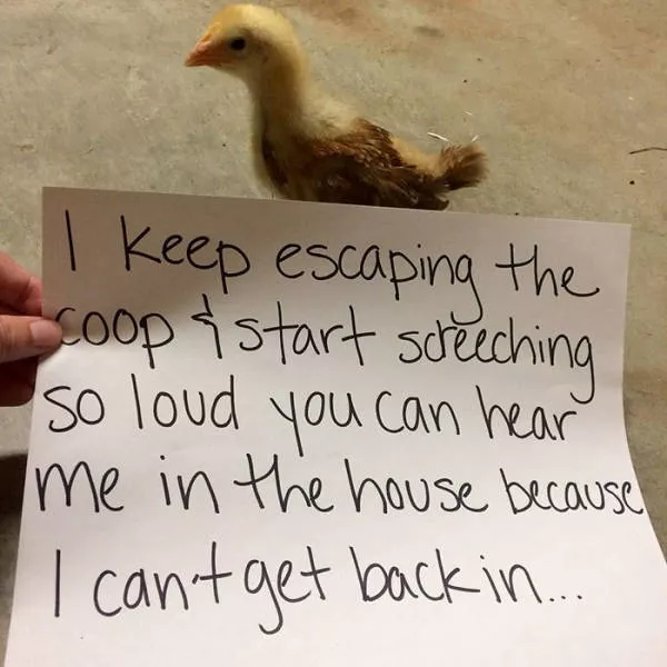The chicken day - #18 