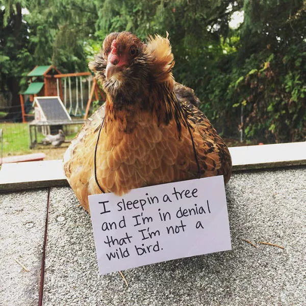 The chicken day - #19 