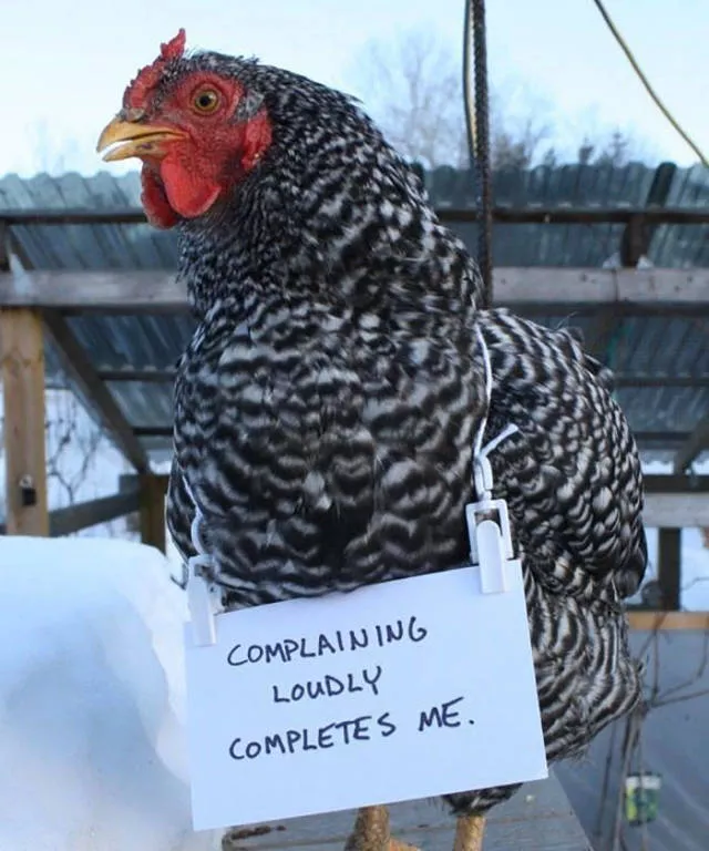 The chicken day - #2 