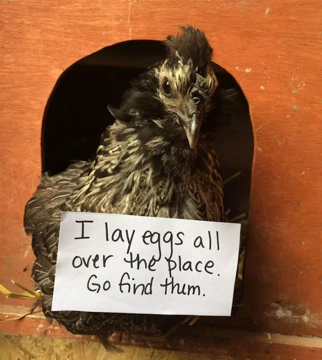 The chicken day - #20 