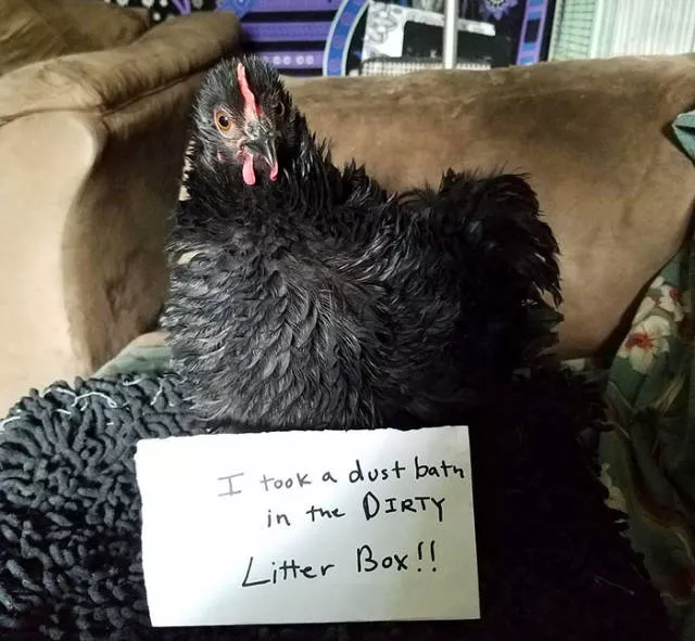 The chicken day - #21 