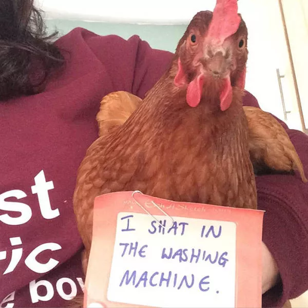 The chicken day - #22 