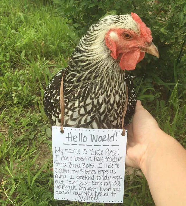 The chicken day - #23 