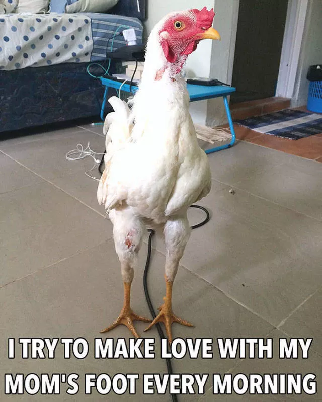 The chicken day - #24 